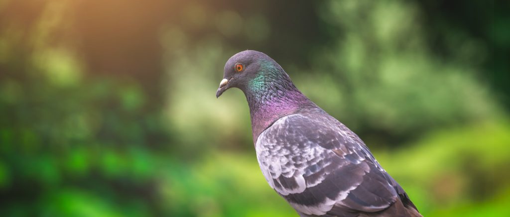 wysyłka żywych ptaków kurierem